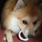 Gufy
